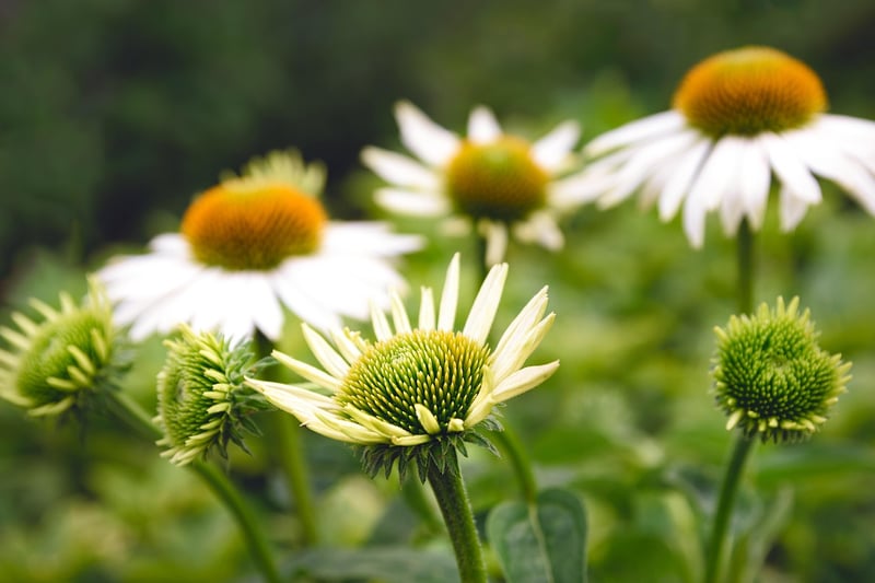 Echinacea Herb